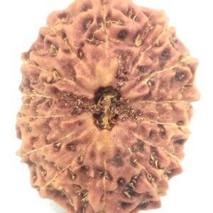 Super Collector 14 mukhi Rudraksha - Java