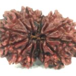 Super Collector Gauri Shankar Rudraksha - 13 Mukhi