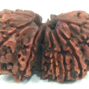 Super Collector Gauri Shankar Rudraksha - 13 Mukhi