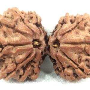 Super Collector Gauri Shankar Rudraksha - 13 Mukhi