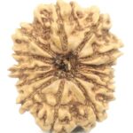13 Mukhi Rudraksha - 23.35 mm - Nepal