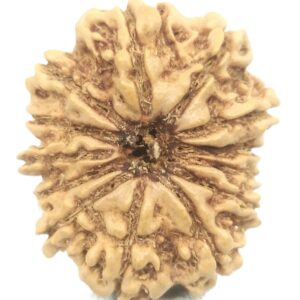 13 Mukhi Rudraksha - 23.35 mm - Nepal