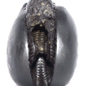 Sacred Adwaitya Golden Bhuvaneshwari DashaMahaVidya Shaligram