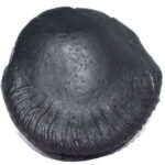 Sarvottam Shweta Laxmi Vanamala Kuber Shaligram