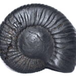 Sarvottam Kamdhenu Laxmi Kuber Kalpavriksha Shaligram