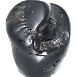 Kurma Shaligram