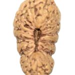 Collector 23 Mukhi Rudraksha - Java