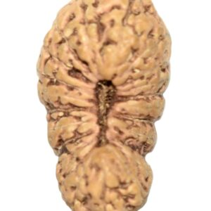 Collector 23 Mukhi Rudraksha - Java