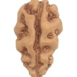 1 Mukhi Rudraksha - Java