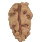 1 Mukhi Rudraksha - Java