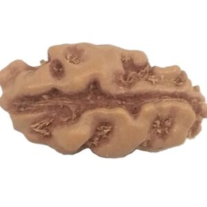 Collector 1 Mukhi Rudraksha - Java