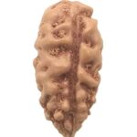 Collector 1 Mukhi Rudraksha - Java