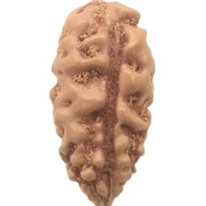 Collector 1 Mukhi Rudraksha - Java