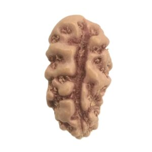 Collector 1 Mukhi Rudraksha - Java