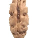 Collector 1 Mukhi Rudraksha - Java