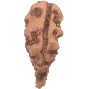 Collector 1 Mukhi Rudraksha - Java