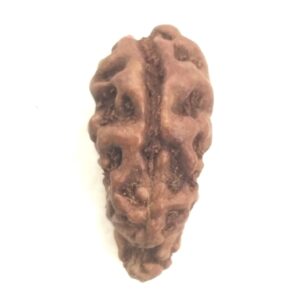 Collector 1 Mukhi Rudraksha - Java