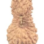 23 Mukhi Rudraksha - Java