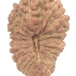 Collector 25 Mukhi Rudraksha