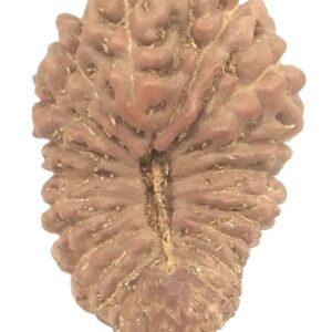 Collector 25 Mukhi Rudraksha
