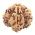 Nepali 1 Mukhi Round Rudraksha