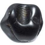 Sarvottam Yellow Laxmi Gadadhari Venkateshwara Shaligram