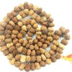 13 Mukhi Rudraksha Mala - 108+1 Beads