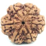 Super Collector 6 Mukhi Rudraksha - Nepal