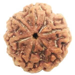 Super Collector 6 Mukhi Rudraksha - Nepal