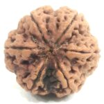 Super Collector 6 Mukhi Rudraksha - Nepal