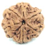Super Collector 6 Mukhi Rudraksha - Nepal