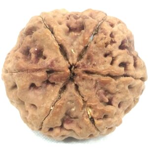 Super Collector 6 Mukhi Rudraksha - Nepal