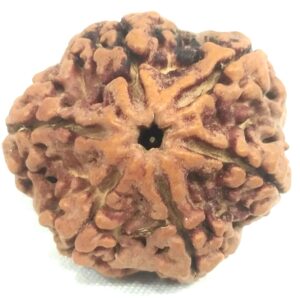 Super Collector 6 Mukhi Rudraksha - Nepal