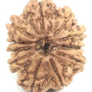 11 Mukhi Rudraksha - Nepal