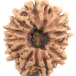 11 Mukhi Rudraksha - Nepal