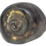 Laxmi Sudarshan Shaligram