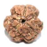 Collector 3 Mukhi Rudraksha - Nepal