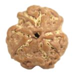 Collector 3 Mukhi Rudraksha - Nepal