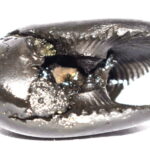 Hayagriva Shaligram