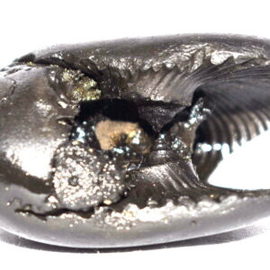 Hayagriva Shaligram