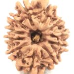 11 Mukhi Rudraksha - Nepal