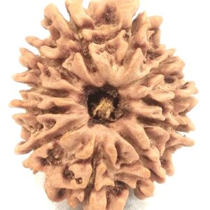 11 Mukhi Rudraksha - Nepal