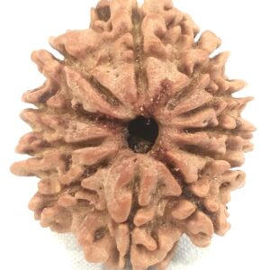 11 Mukhi Rudraksha - Nepal