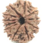 11 Mukhi Rudraksha - Nepal