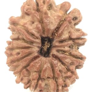 12 Mukhi Rudraksha - Nepal