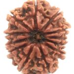 12 Mukhi Rudraksha - Nepal