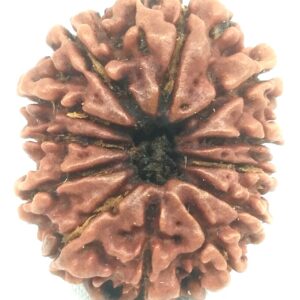 12 Mukhi Rudraksha - Nepal