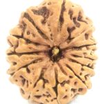 Collector 12 Mukhi Rudraksha