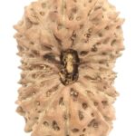 Collector 17 Mukhi Rudraksha