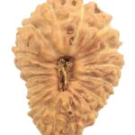 18 Mukhi Rudraksha